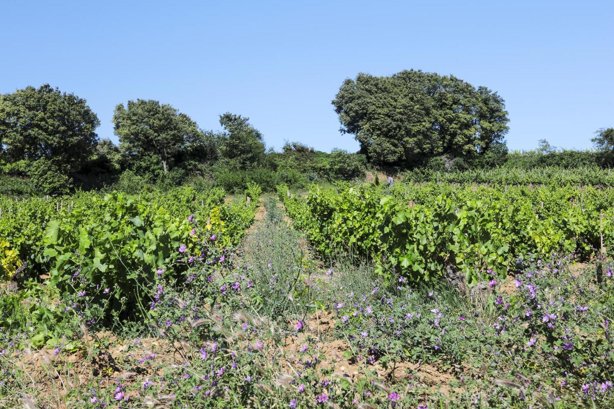 Logis Hotel La Sommellerie Châteauneuf-du-Pape Buitenkant foto